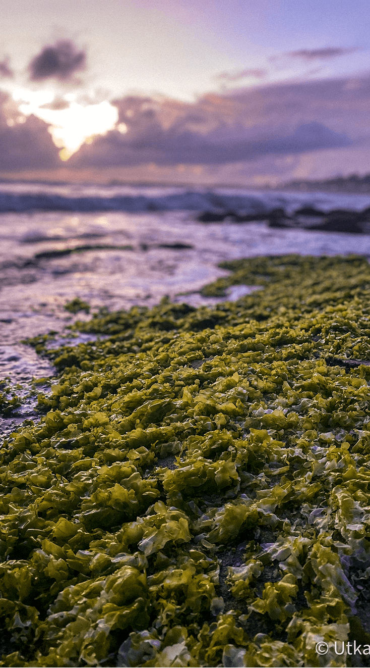 Green seaweed carpet on coastal rocks at golden hour